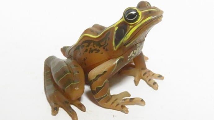 原色カエル図鑑 ニホンアカガエル