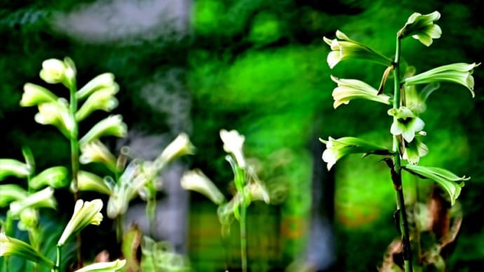 花の森