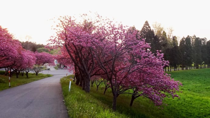 「桜並木・満開」トラピスト修道院2025年5月15日