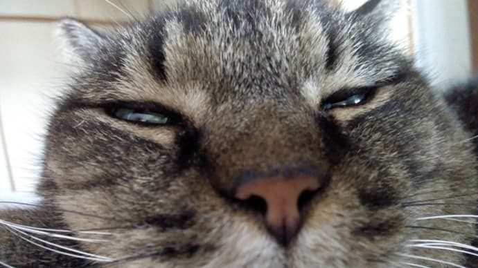 猫だよ