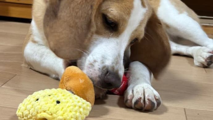 ちあきちゃんおもちゃ事情