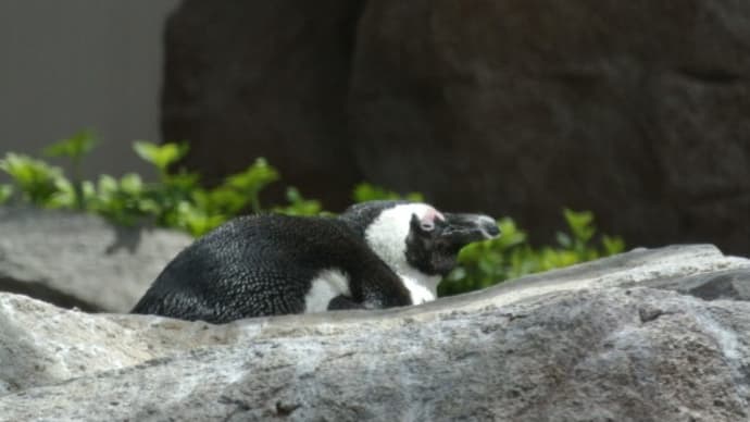 ケープペンギンです
