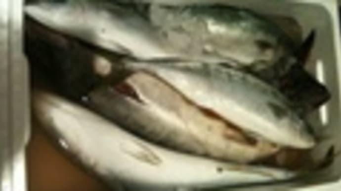 魚魚魚魚魚魚