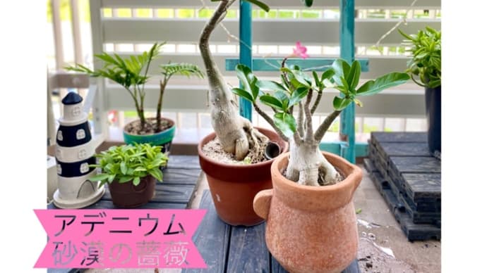 アデニウムの開花☆砂漠の薔薇