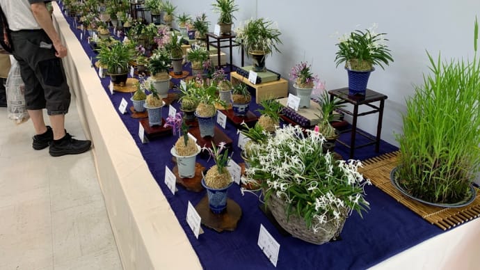 花の祭典「彩と香の富貴蘭展」
