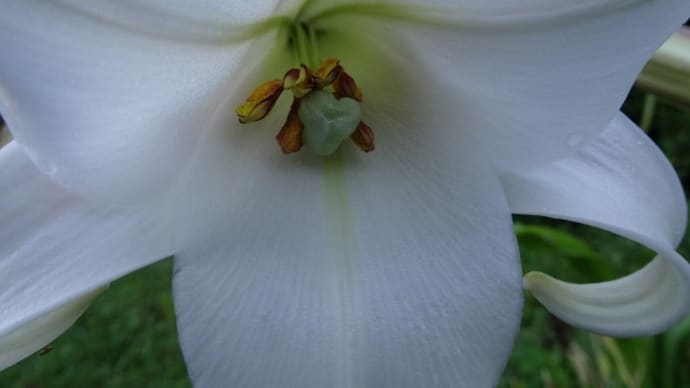 高砂百合