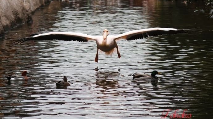 飛ぶ鳥、浮かぶ鳥