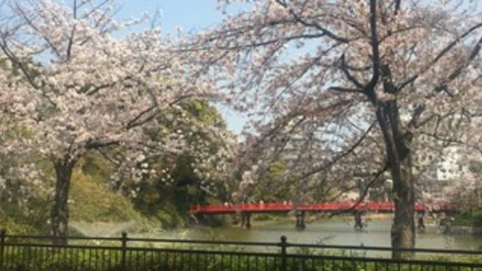 見納めの桜と自然の中の通天閣