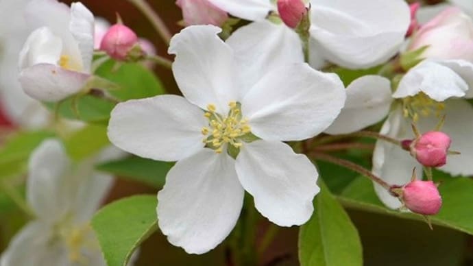 「姫リンゴ」の花と実(1) 春の花