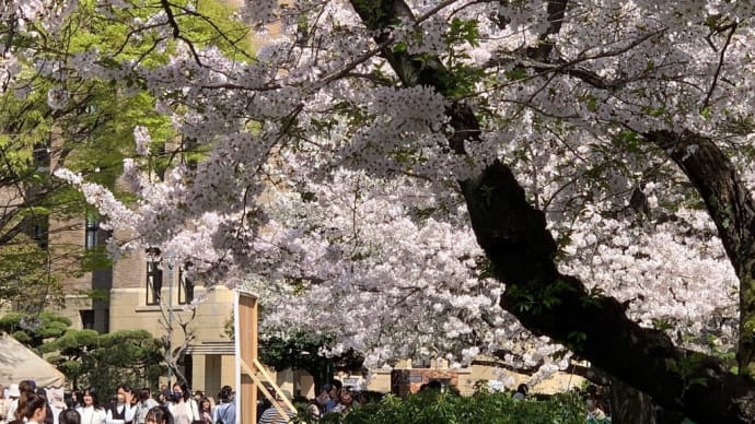 桜満開です鶴舞公園