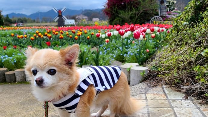 ちづちゃんの花園のチューリップは満開でした