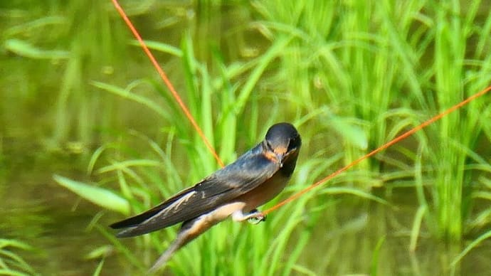 燕の綱渡り?と水辺のトンボ