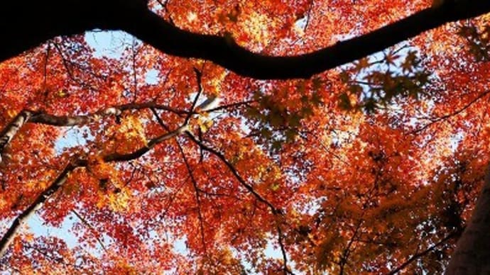 植物多様性センターで紅葉狩り