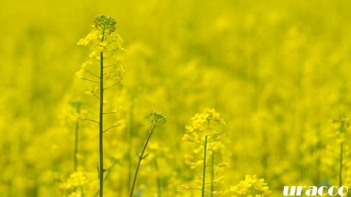 由良川花庭園のナノハナ