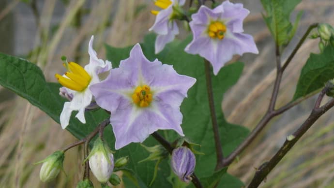 平泉町平泉のワルナスビ（悪茄子）2024年6月16日（日）