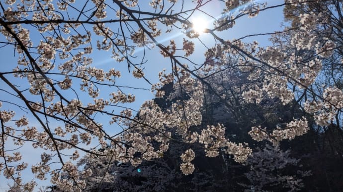 富山市でブラブラ