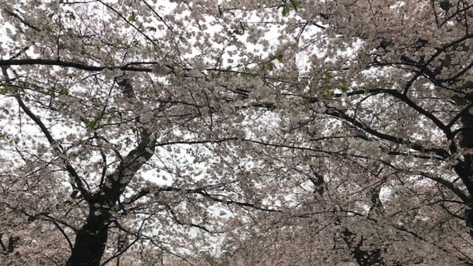 桜に雪が積もっているところを観たかったのですが。