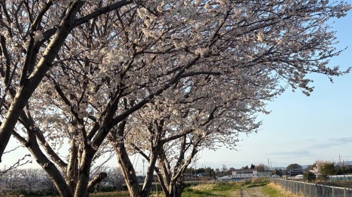 桜並木
