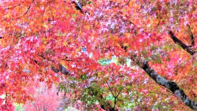 大分県中津市耶馬渓「渓石園」多彩な色の紅葉＆「小月基地スウェルフェスタ」滑走路