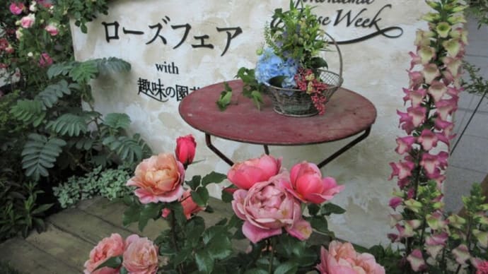 横浜市庁舎「ローズフェアwith趣味の園芸」再び訪れた