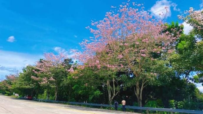 フィリピンの桜のようなピンクの花