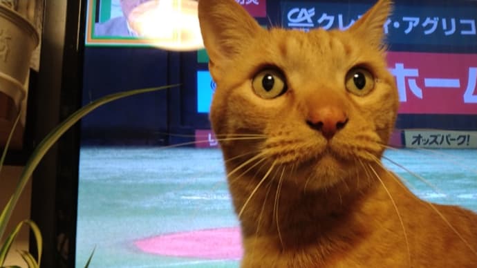 猫ちゃんとの主従関係は?