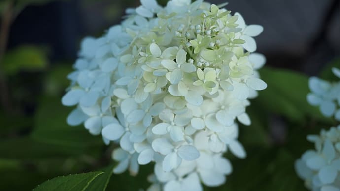 ★ピラミッドアジサイ・ノリウツギ・ハスなど夏の花 2024