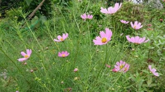 秋の花はコスモスでしょう!! #コスモス #鶏頭 #昼咲月見草