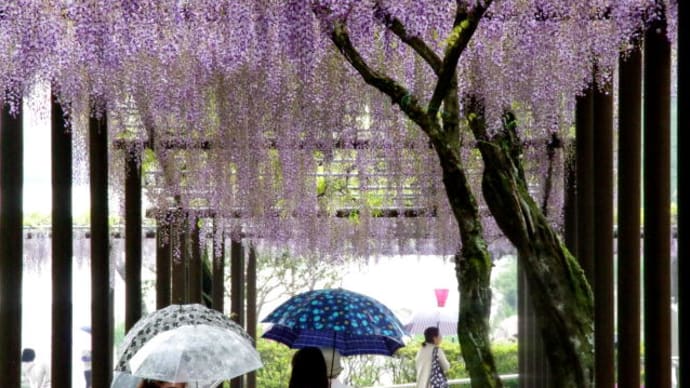 雨の蓮華寺池公園