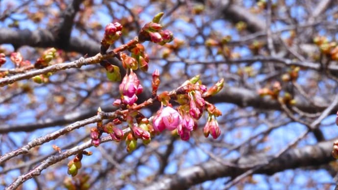 2025・2・16 ようやく区内で一番早咲きの桜の蕾がほころび始めていた