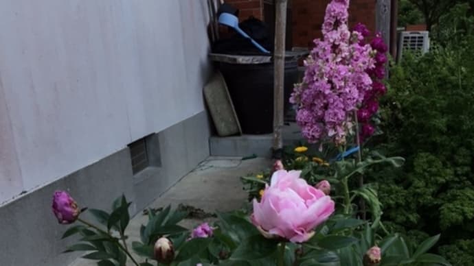 シャクヤクの花