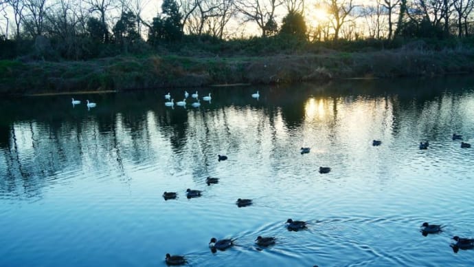 ハクチョウ飛来地にやって来る鳥たち(埼玉県川島町 2023.1.1撮影)