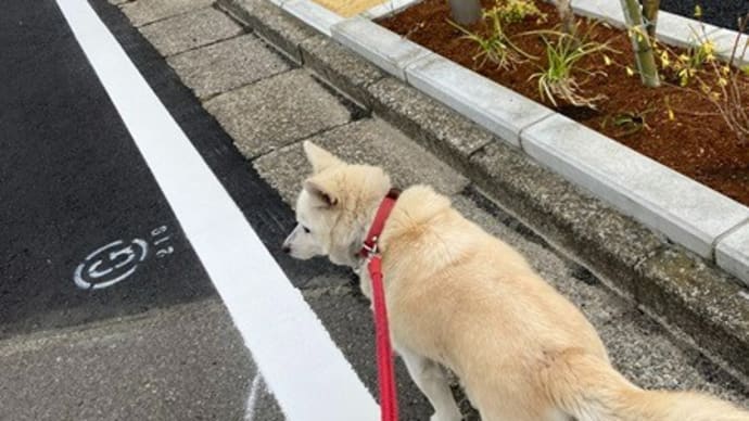 NHK文化センター柏日曜和裁教室日~池坊展にお決まり犬猫出ます~