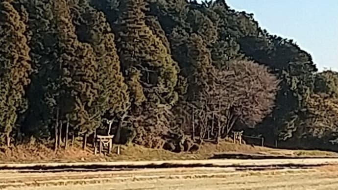 栃木県の神社 鹿沼市南上野町 星宮神社