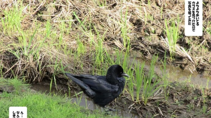 幼鳥だったカラスが。。。
