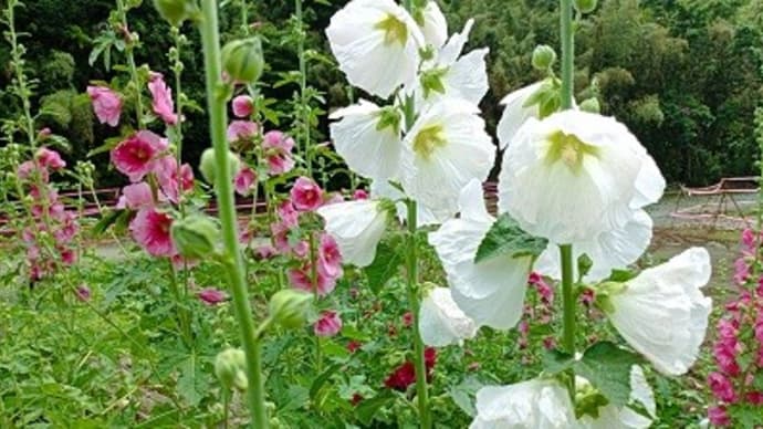 初夏の花・華コレクション2024 タチアオイの里
