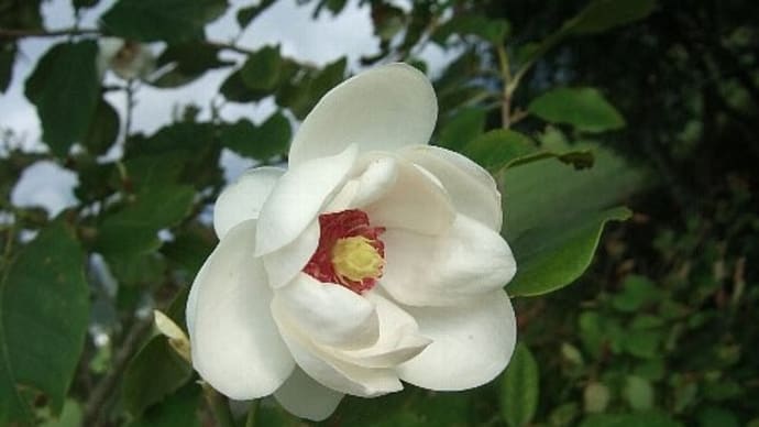 大山蓮華と紫蛍袋