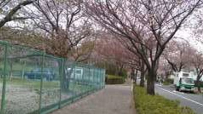 八重桜も咲き始めました