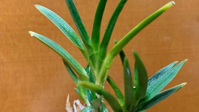 日向小鶴