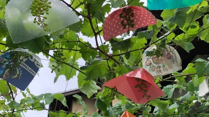 梅雨の葡萄棚