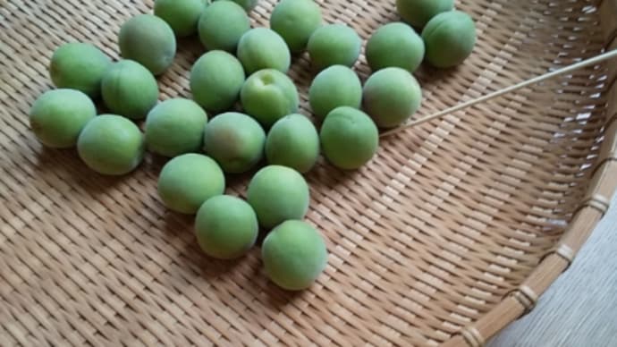 Gooブログ Goo Blog ハッシュタグ 青梅砂糖漬け