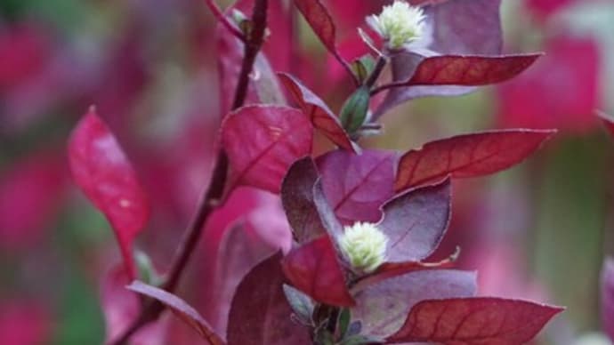 秋~冬の花:赤葉千日紅