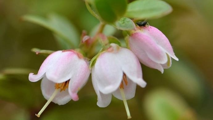 鉢植えの「西別コケモモ」