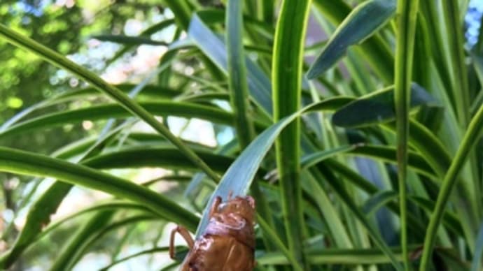 セミ