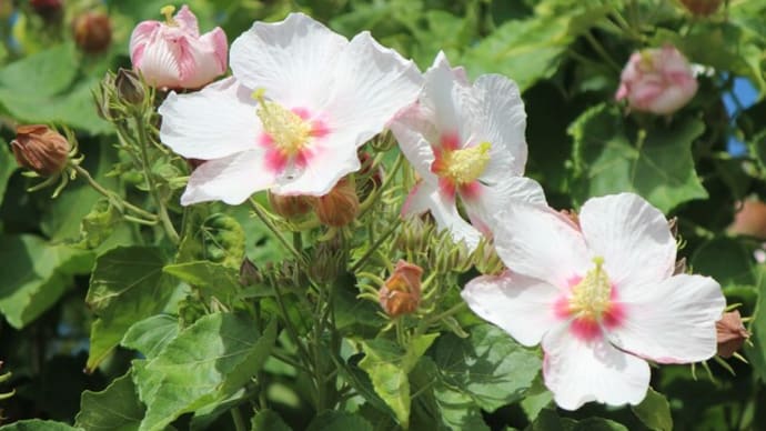 サキシマフヨウの花