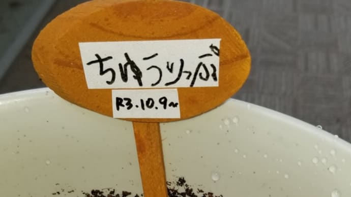 きれいに咲いてね