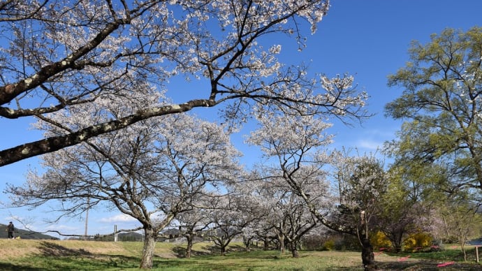 ソメイヨシノ狩り 岩手県立御所湖広域公園 雫石川園地の桜並木(4)まだまだ続く桜のトンネル