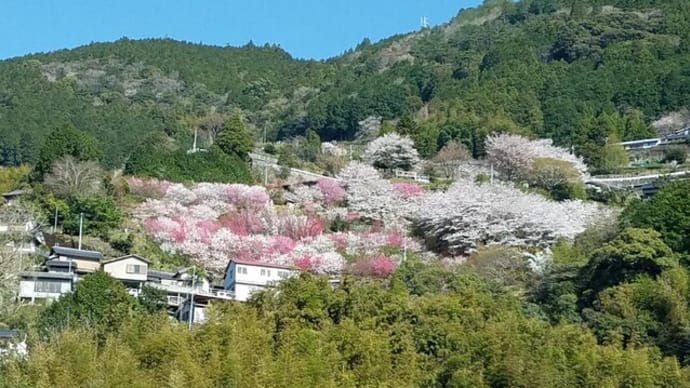 お花見ツアー 🌸ひょうたん桜🌸