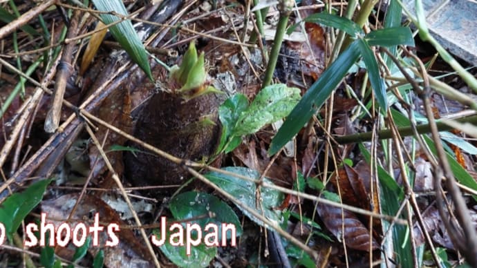 GWタケノコも旨いんだぜぇ~!筍メンマ。京都の枯れた竹林と山口の実家の竹林の比較・・・