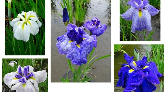雨の花菖蒲